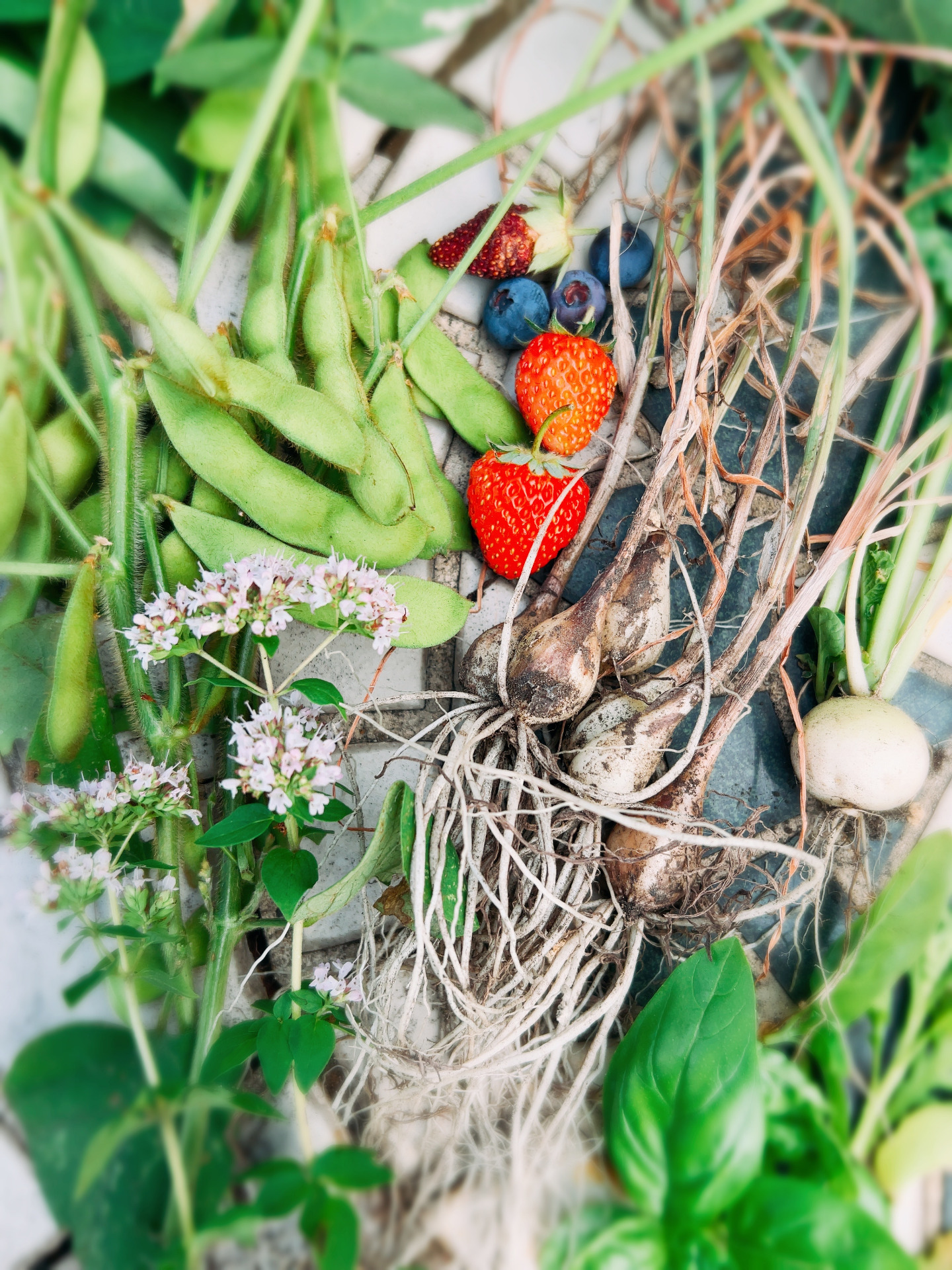 庭で育てた自然栽培の植物や果物