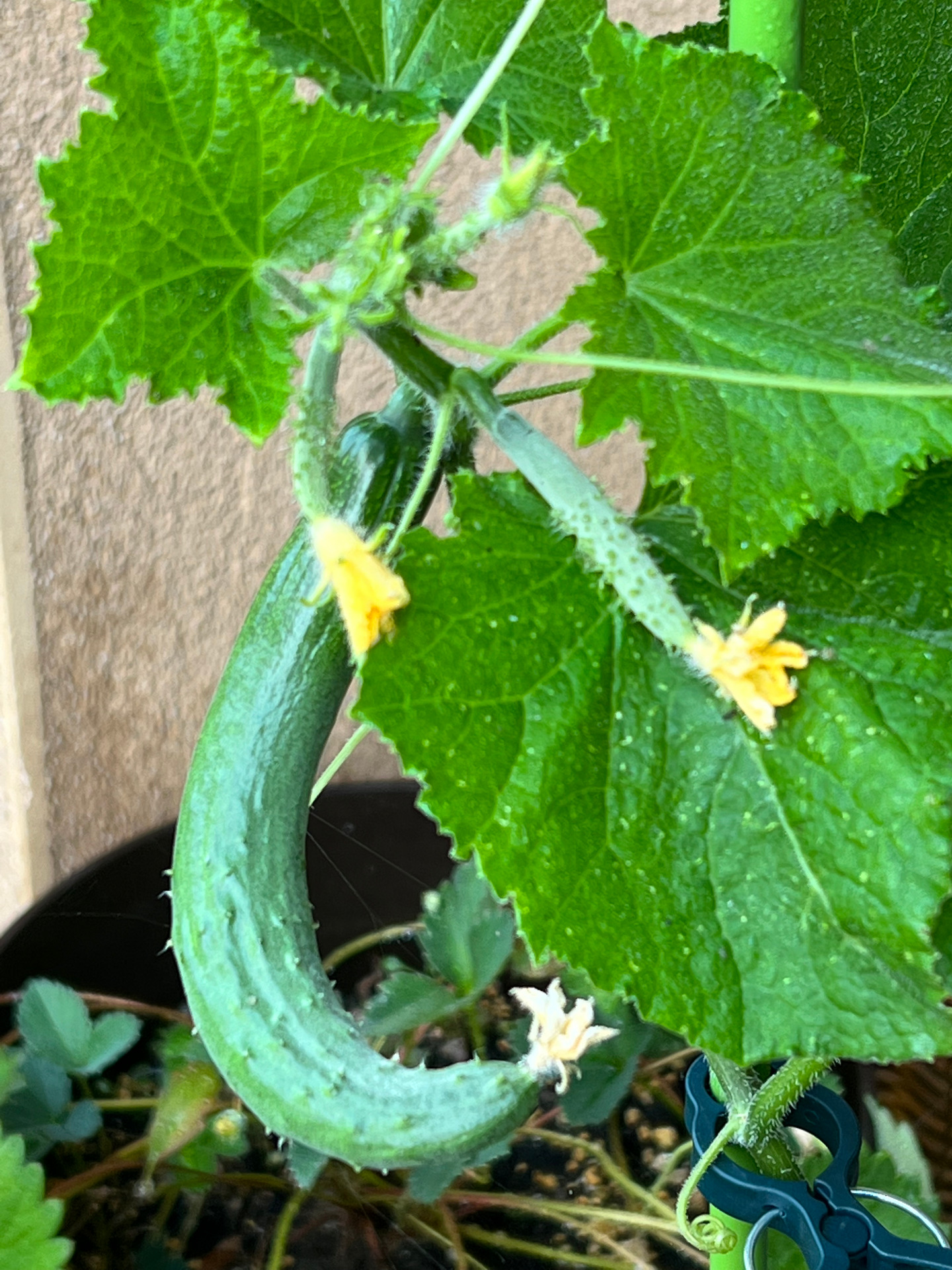 肥料なしでキュウリも元気に育っています